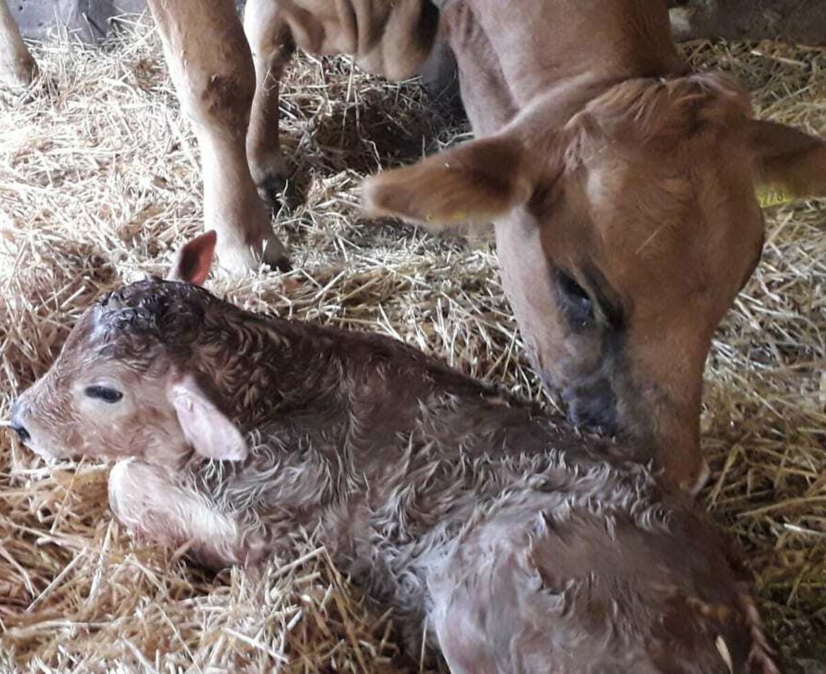 Unser Sokrates mit Mama kurz nach der Geburt