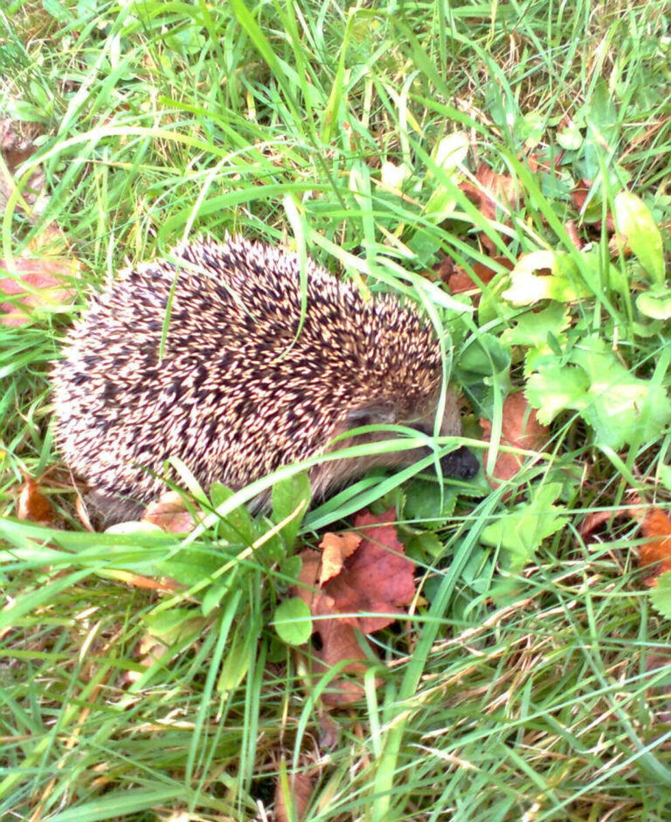 Gartenbewohner