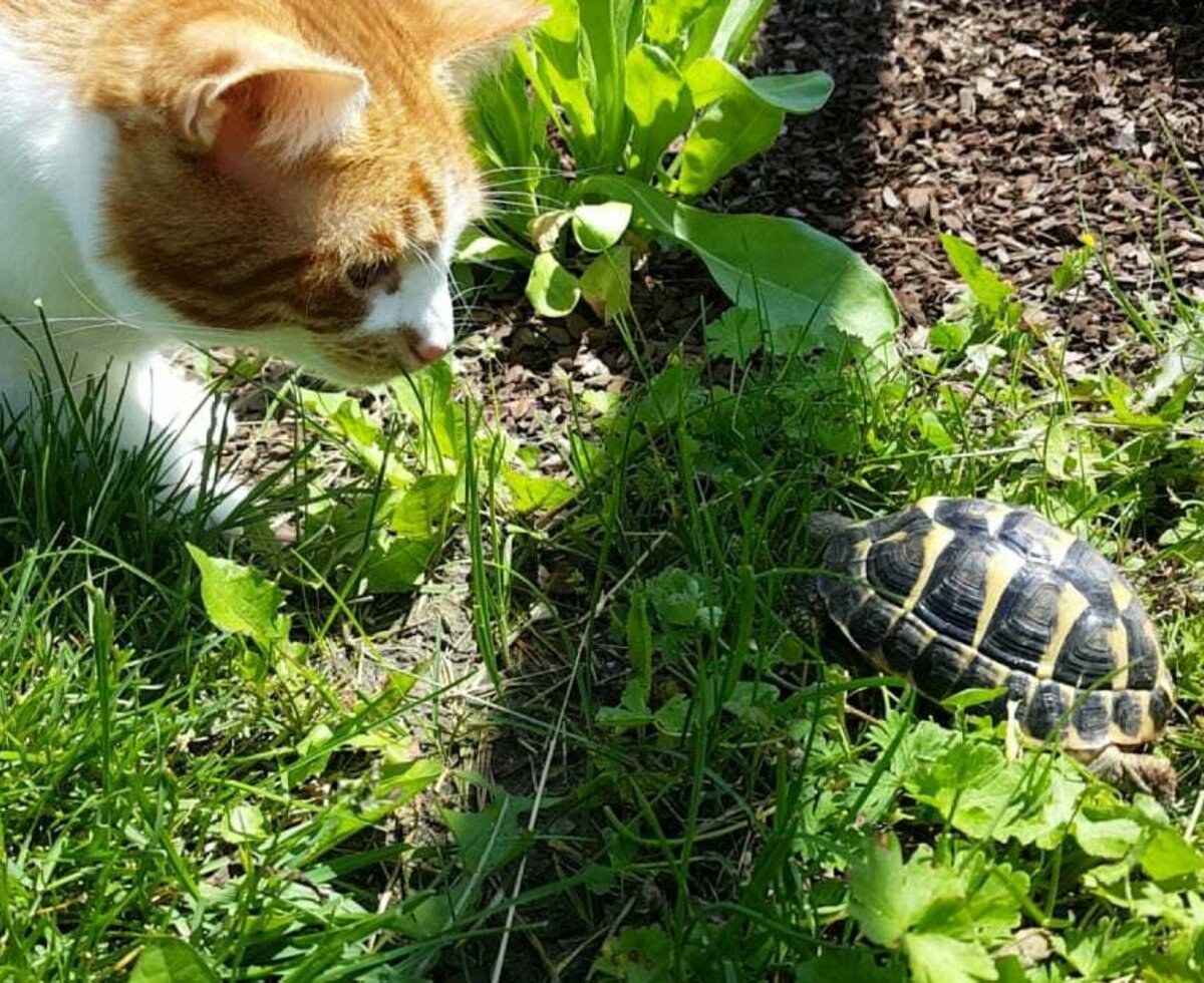 Kater Timmy und Elmo die Schildkröte im Außengehege