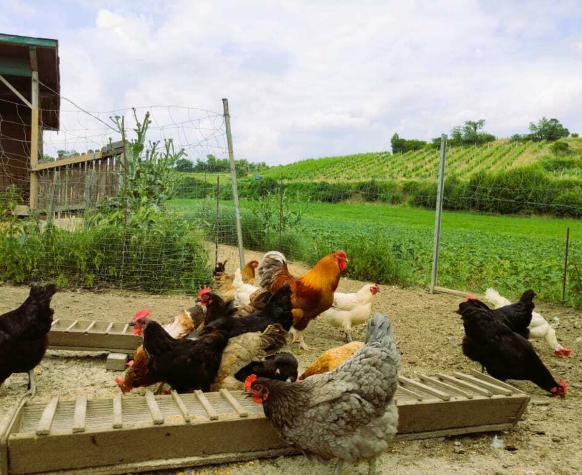 Ferienwohnung Naturplatzerl - Hühner