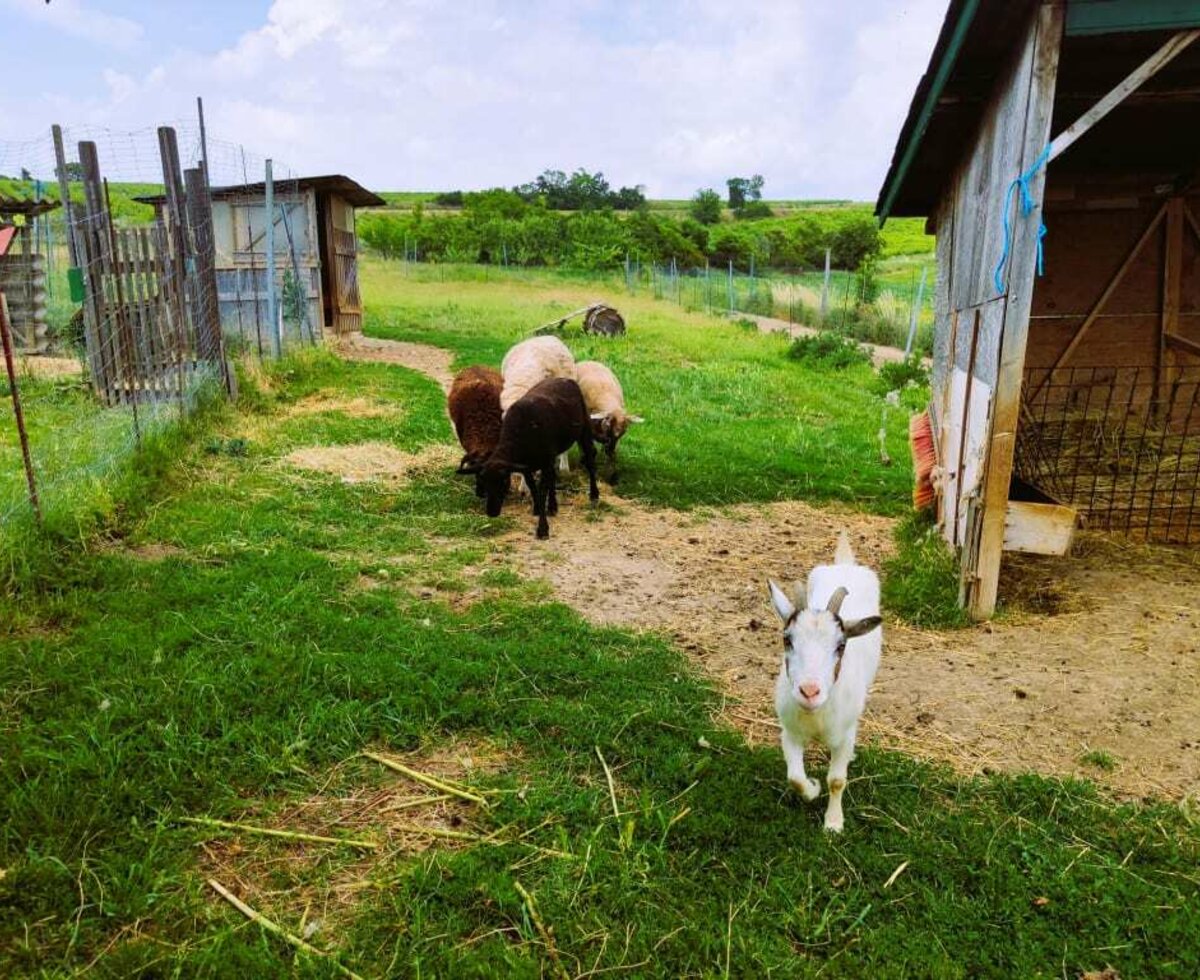 Ferienwohnung Naturplatzerl - Schafe und Ziegen