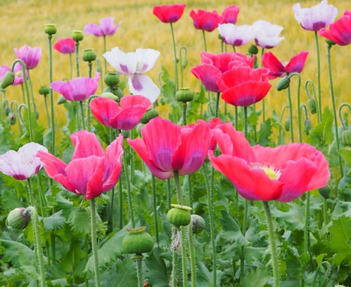 Mohnblüte in Juni und Juli