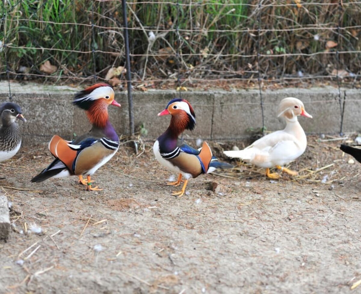 Ferienwohnung Zant’n Hof - unsere Enten