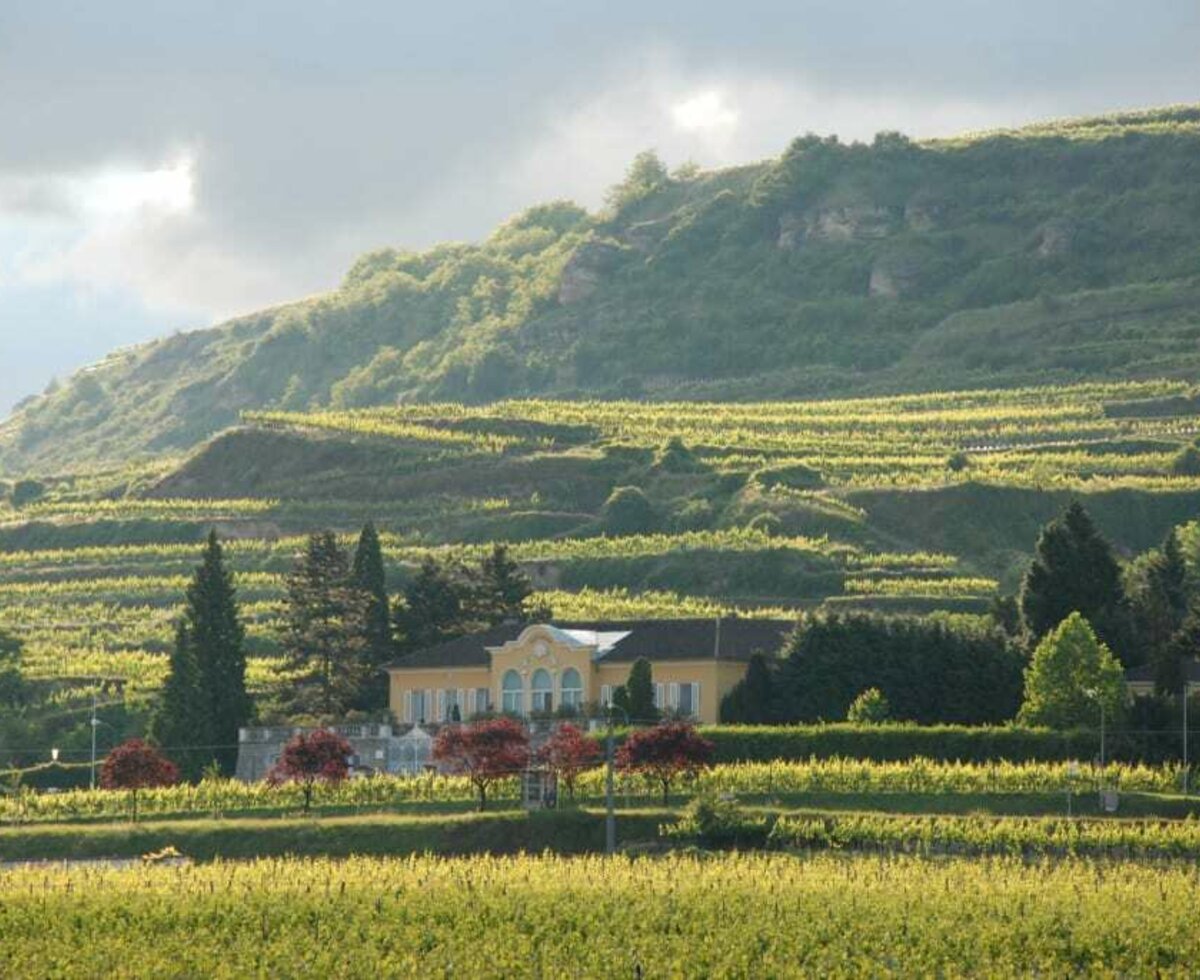 Weinberg Landschaft