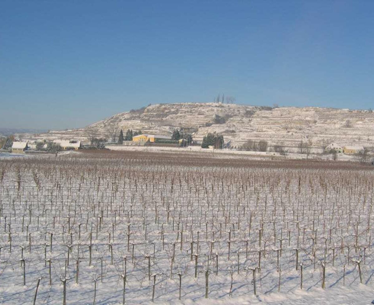 Weinberg im Winter