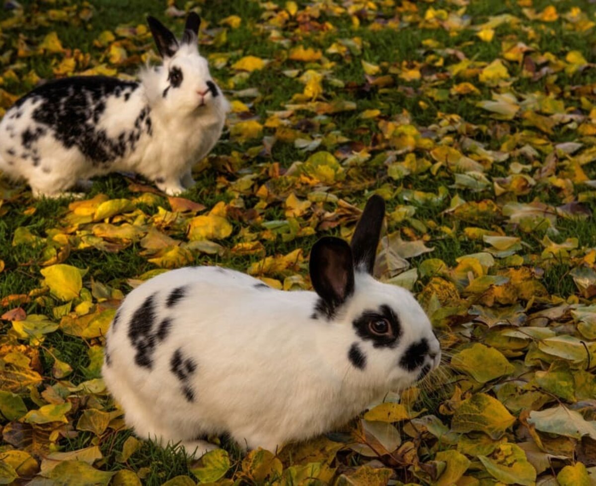 unsere Kaninchen