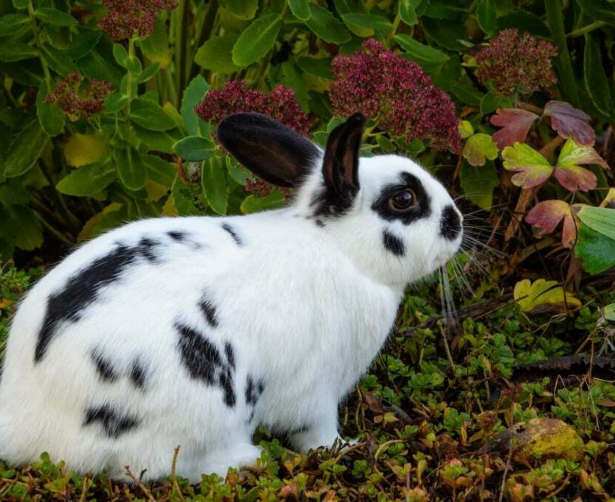 Kaninchen