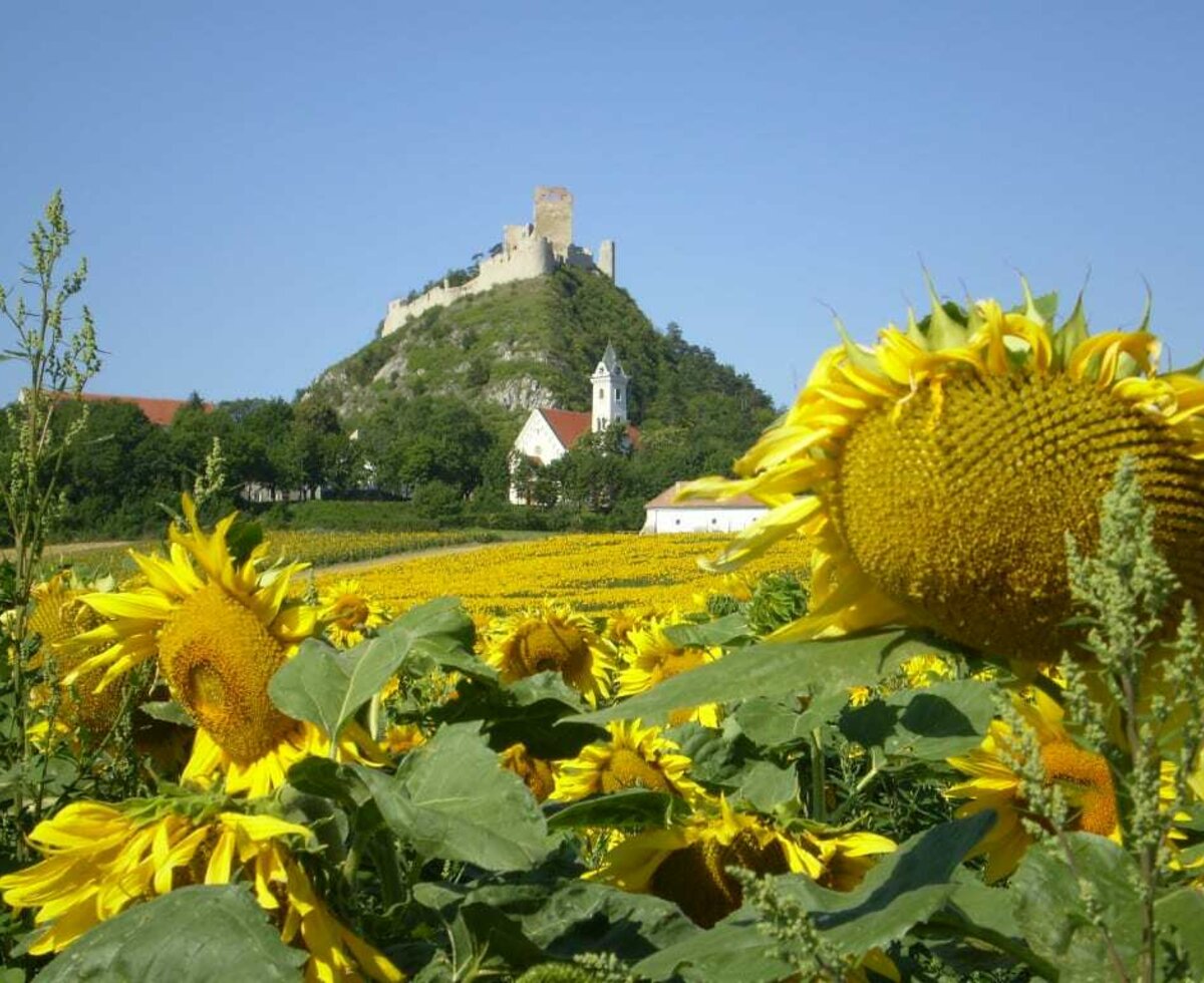 Berg mit Sonnenblumen