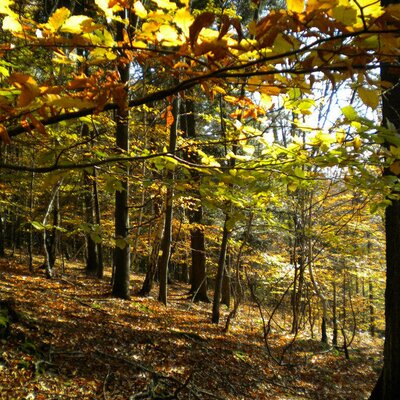 Steinbachklamm