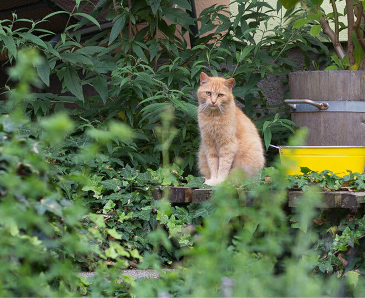 ein Streuner zu Besuch