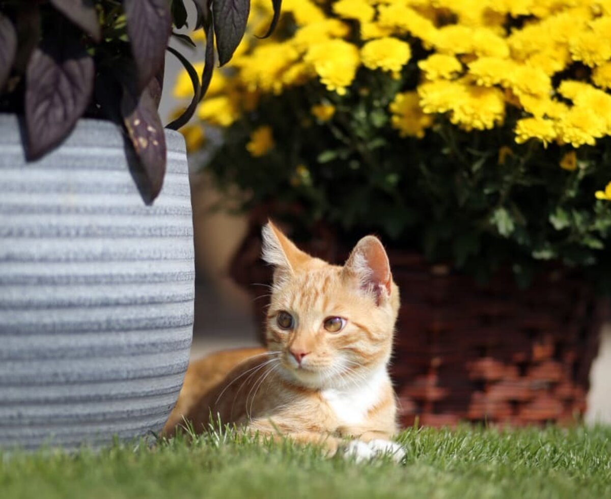 Haus am See - Katze im Garten