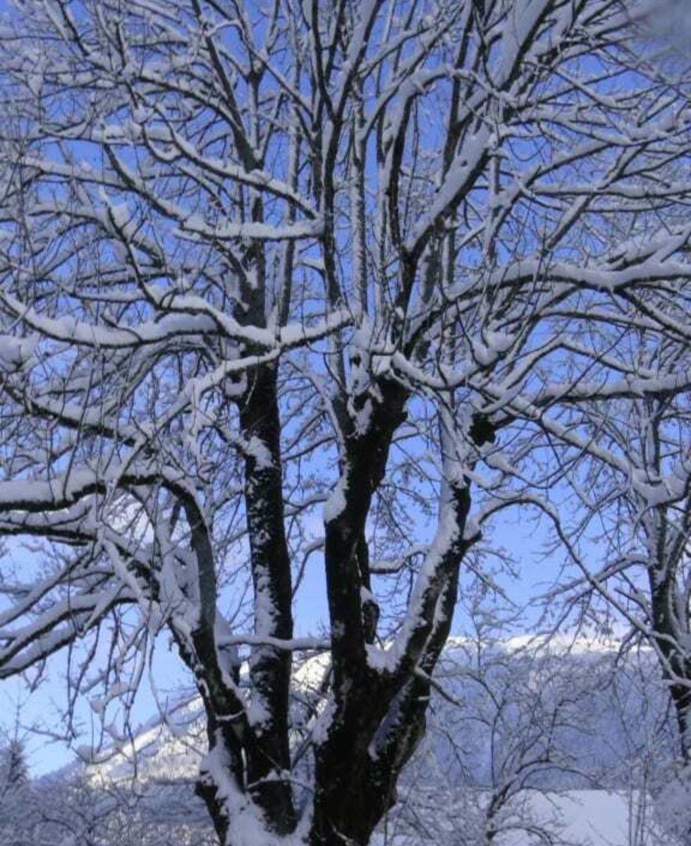 Unser Hausbaum