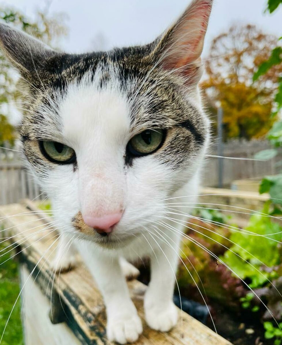 Hofkater LandLibe