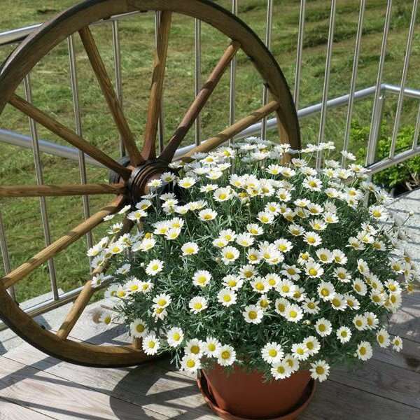 Pension Klug - Auf der Terrasse