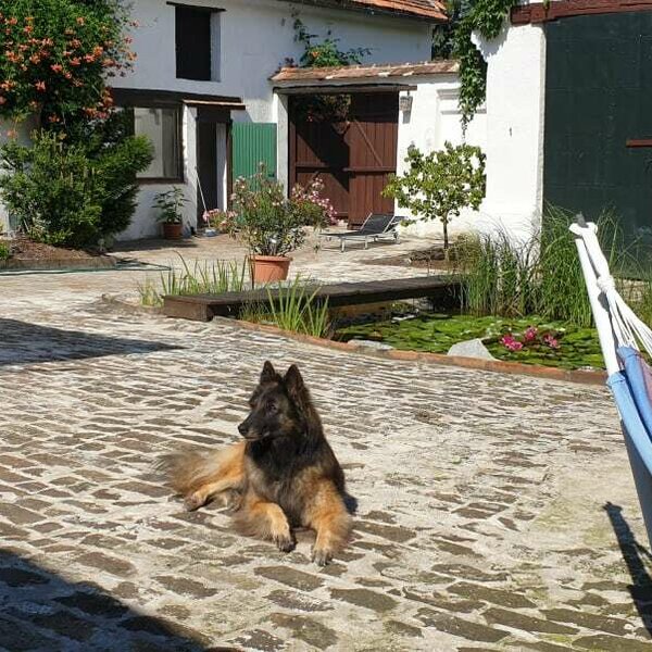 Refugium Ottenthal - Hund Patio